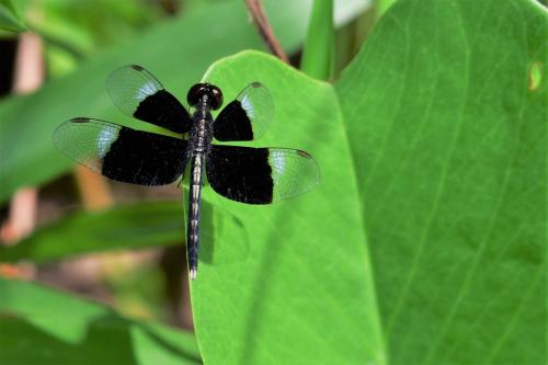 Neurothemis tullia